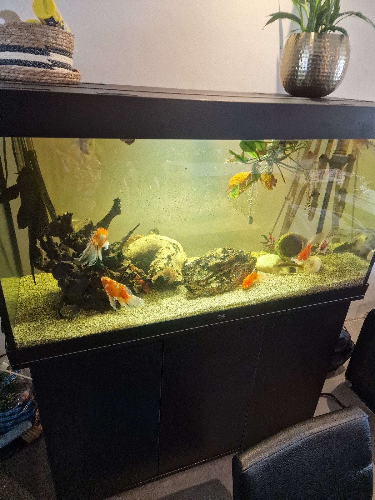 Juwel Aqarium Rio 350 liter, Ophalen, Zo goed als nieuw, Gevuld zoetwateraquarium