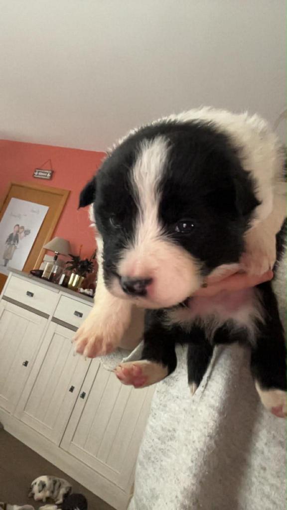 Border collie puppy 2 blauwe ogen, Dieren en Toebehoren, Honden | Herdershonden en Veedrijvers, Parvo, België, Particulier, 8 tot 15 weken
