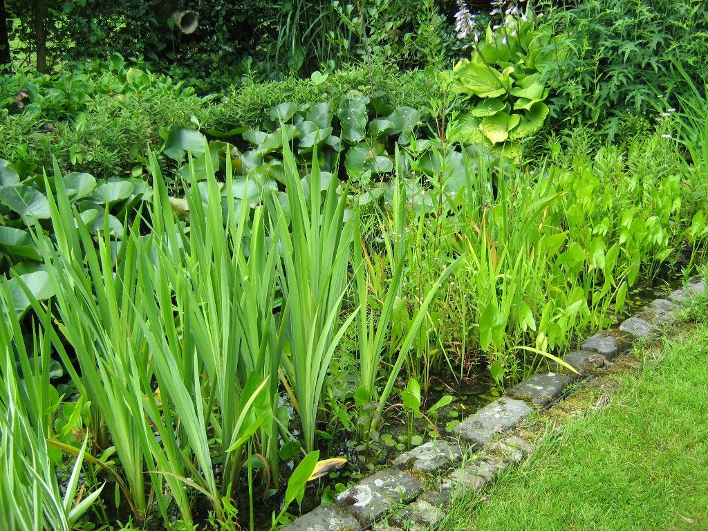 Vijverplanten o.a. waterlelies, rietplanten & kalmoes tekoop, Ophalen, Nieuw