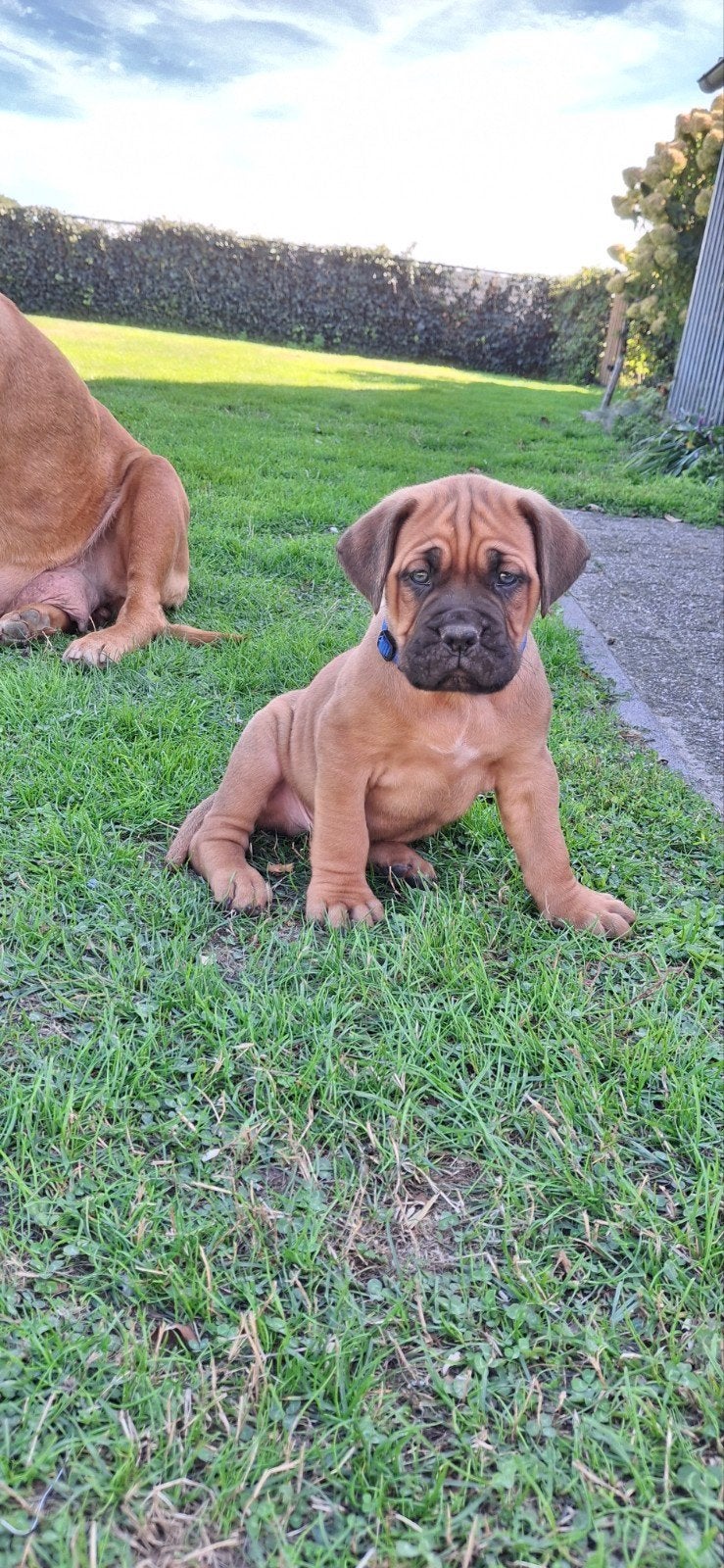 Bordeauxdog x cane corso, Overige rassen, 8 tot 15 weken, Meerdere, Meerdere dieren