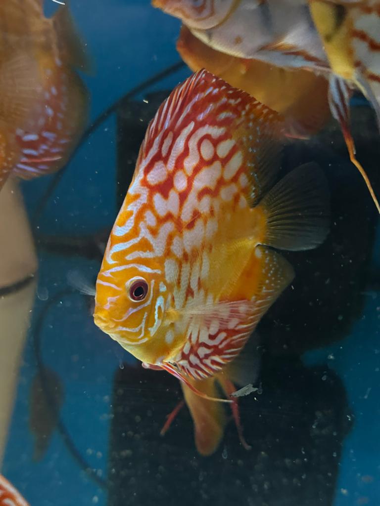 Discusvis discusvissen, Vis, Zoetwatervis, Schoolvis