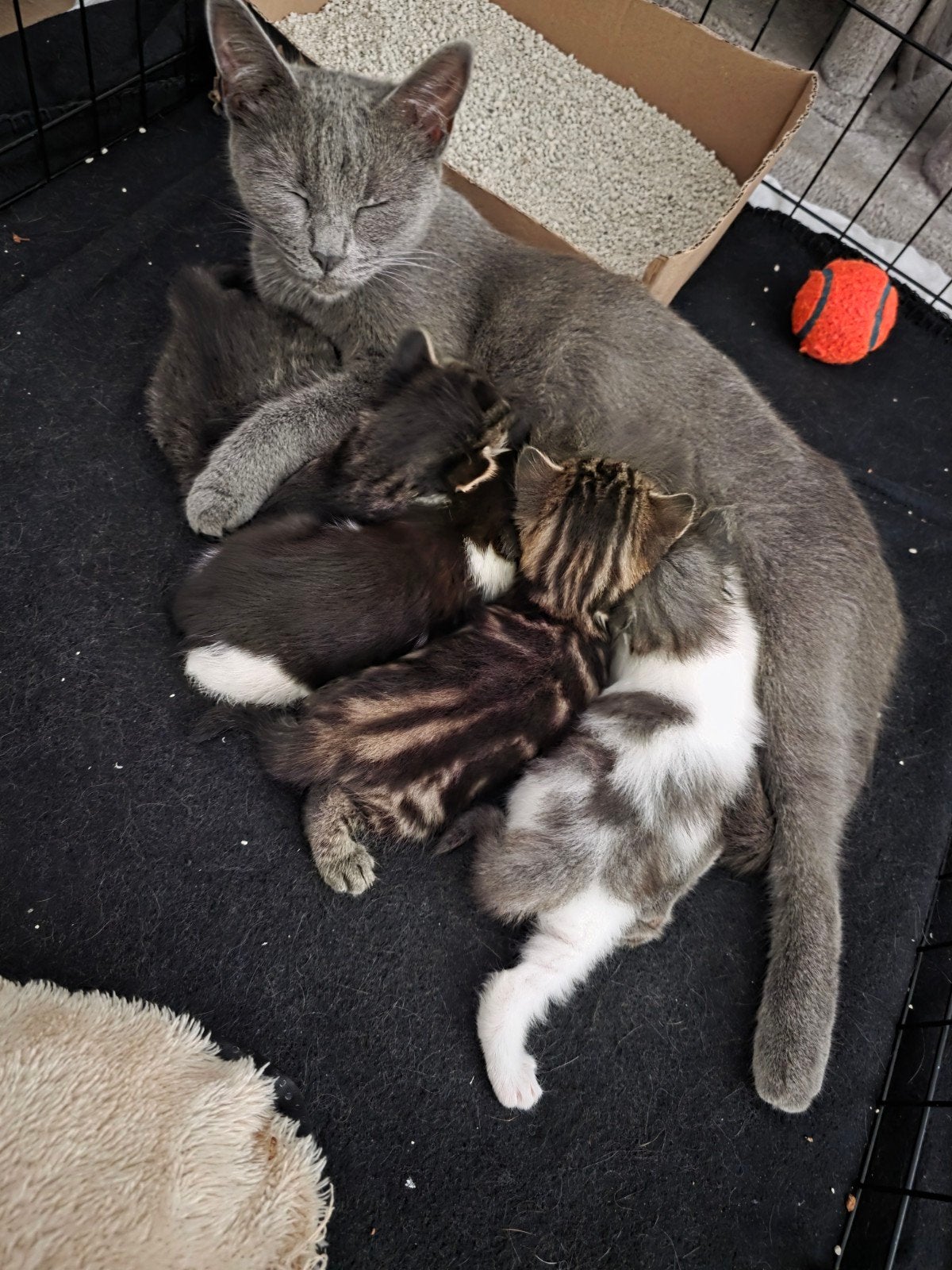 te koop mooie jonge kittens zijn 10-08-26 geboren, Meerdere dieren
