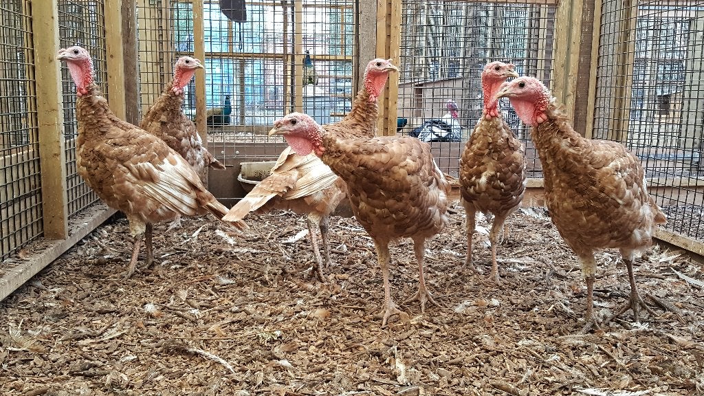 Kalkoenen | Passend advies | Meerdere dieren, Dieren en Toebehoren, Pluimvee, Meerdere dieren, Kalkoen