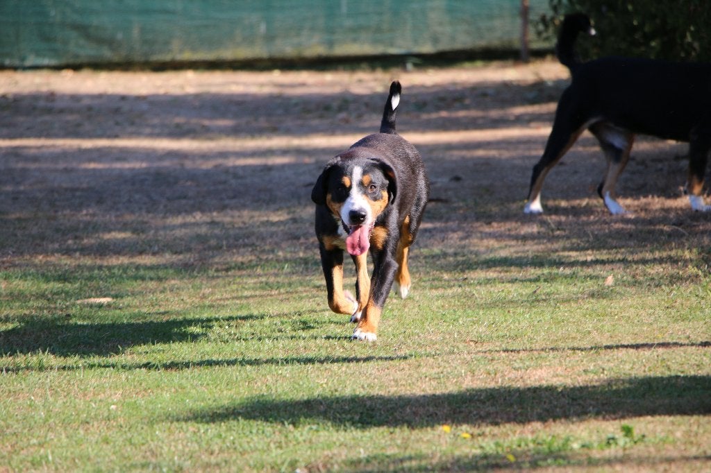 Entlebucher Sennenhond Crystal (Teefje, 2 jaar oud), 1 tot 2 jaar, Teef, Parvo, Eén hond