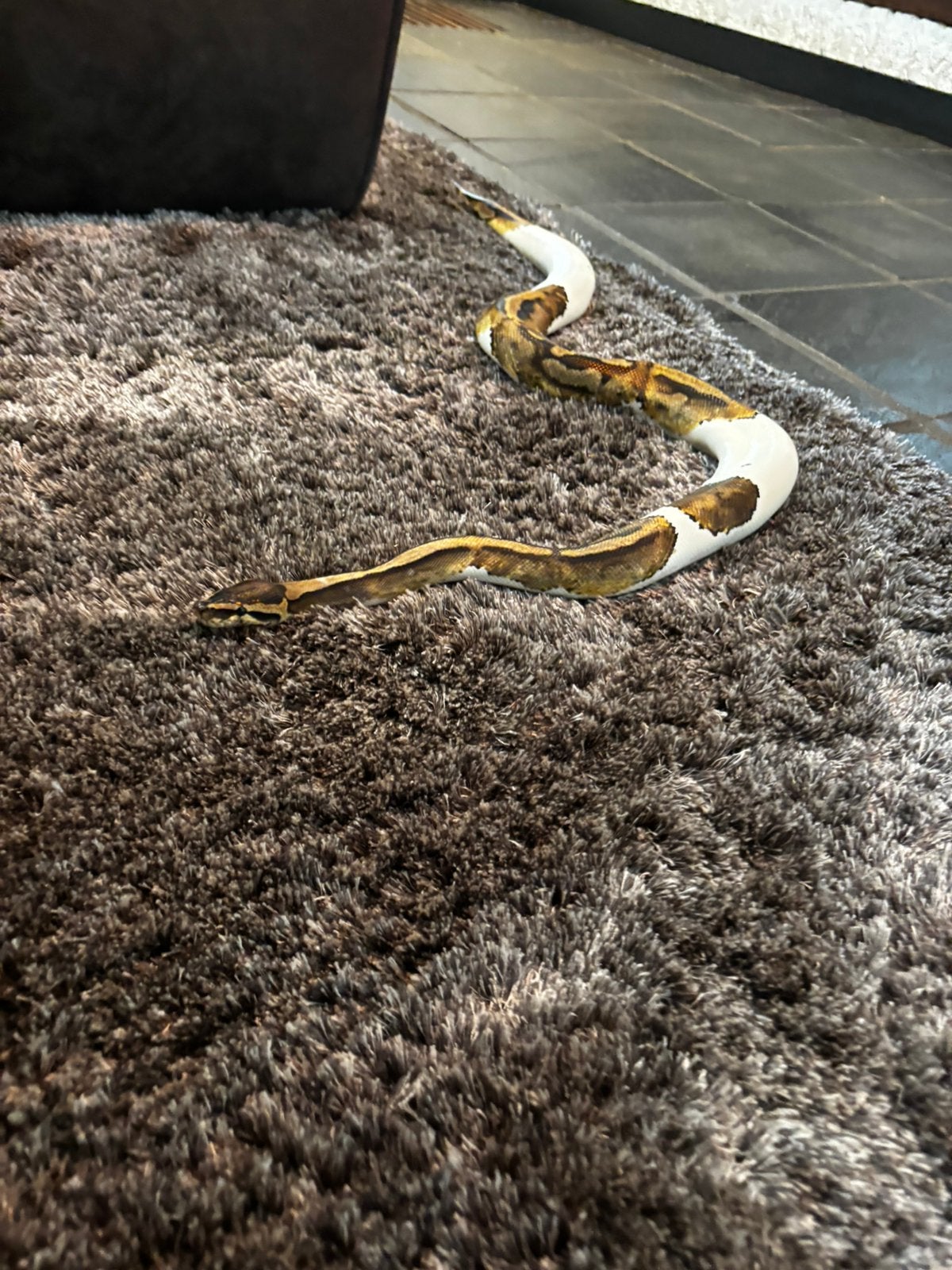 Koningspython Ball Python photo 3
