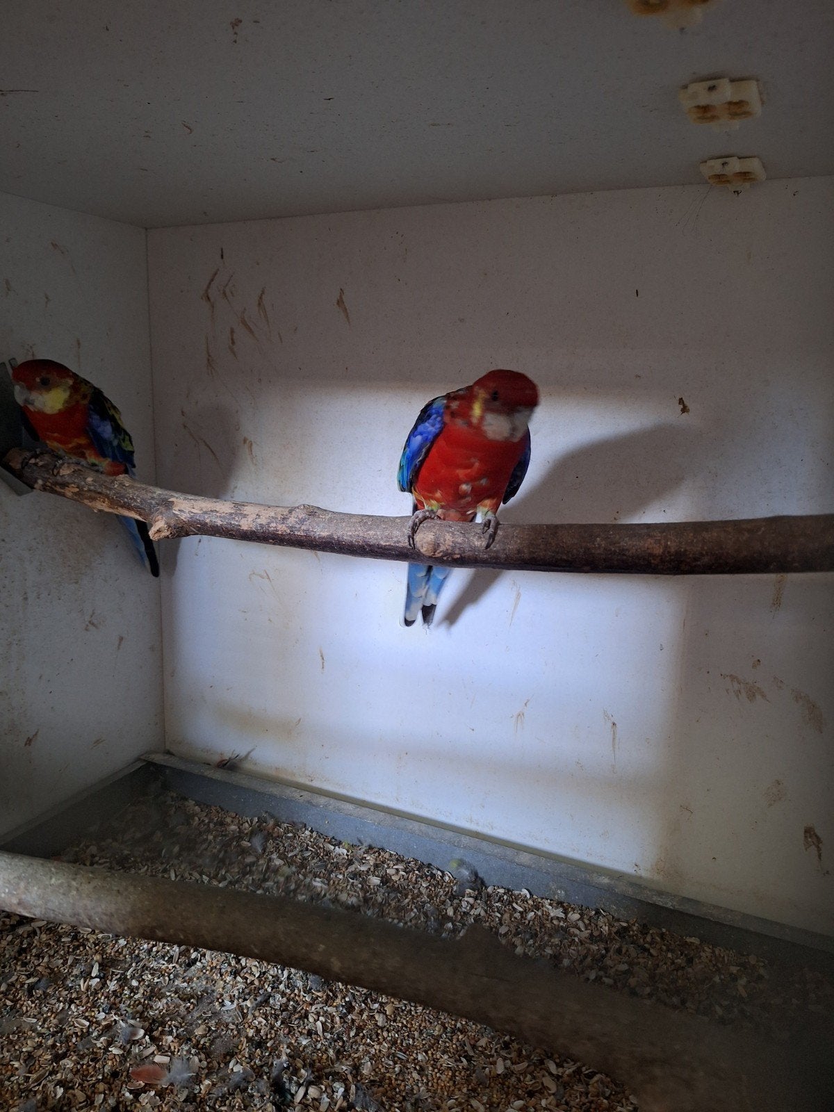 pracht rossela's koppel te koop, Dieren en Toebehoren, Vogels | Parkieten en Papegaaien, Meerdere dieren, Parkiet