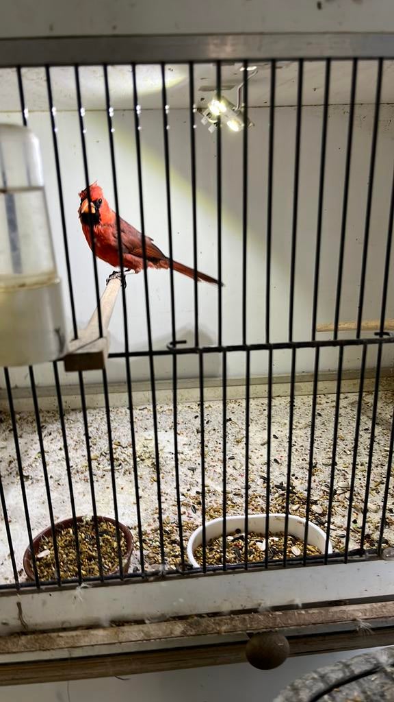 Rode kardinaal man te koop of pop gezocht, Dieren en Toebehoren, Vogels | Overige Vogels, Mannelijk, Tropenvogel, Geringd