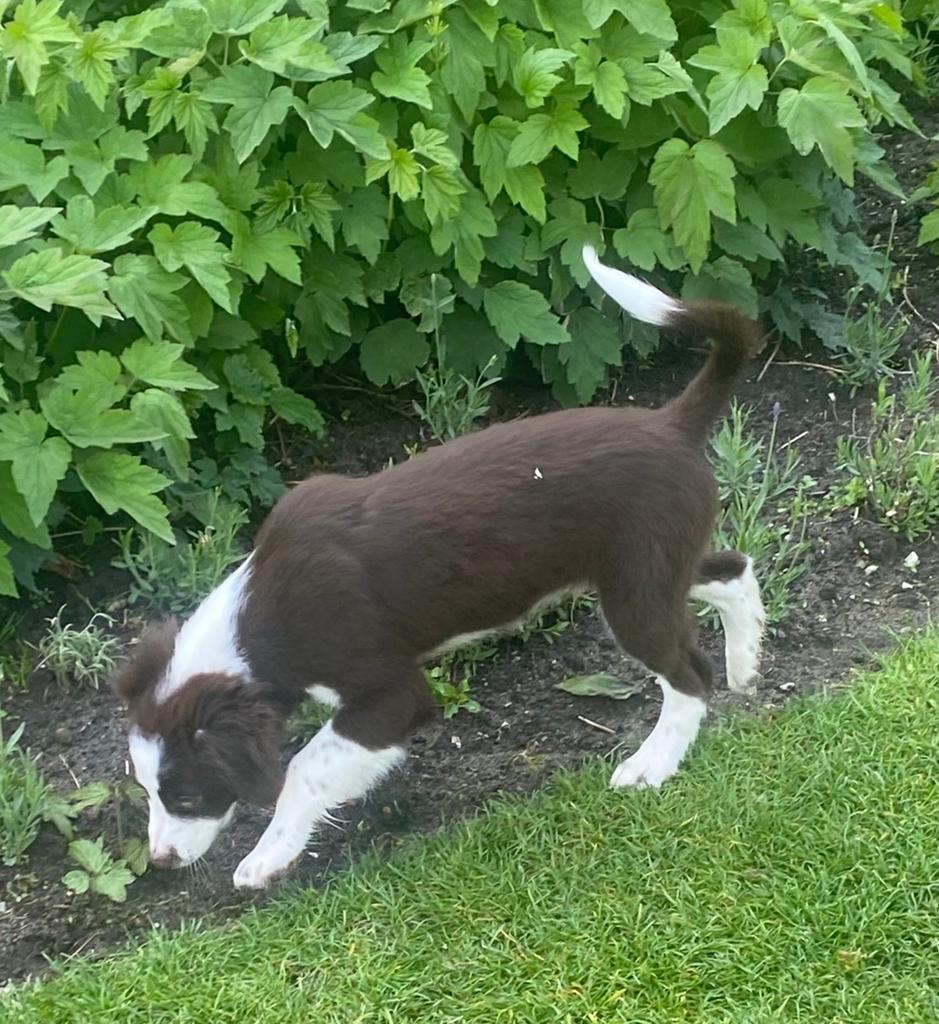 Prachtige BORDER COLLIE x FRIESE STABIJ pups, Parvo, Nederland, 8 tot 15 weken, Meerdere