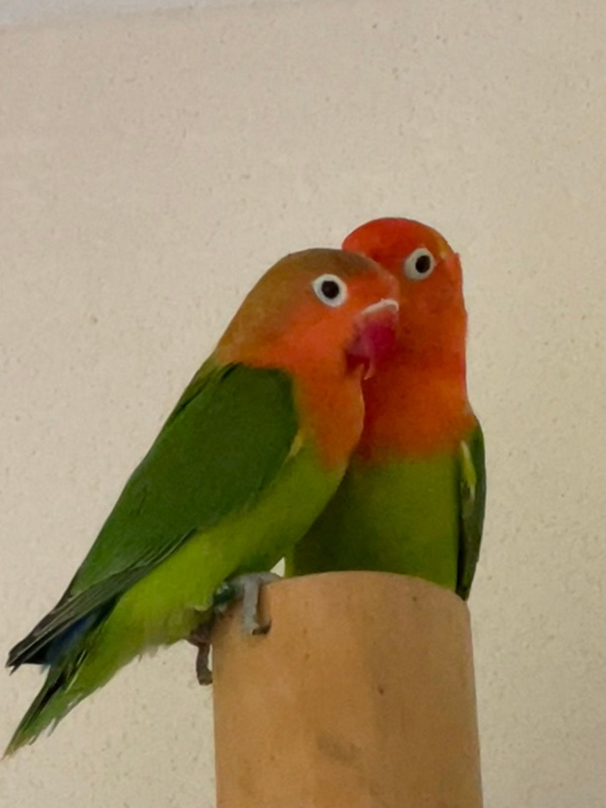 Agapornis Dwergpapegaai Lovebird Handtam, Meerdere dieren, Dwergpapegaai of Agapornis, Tam
