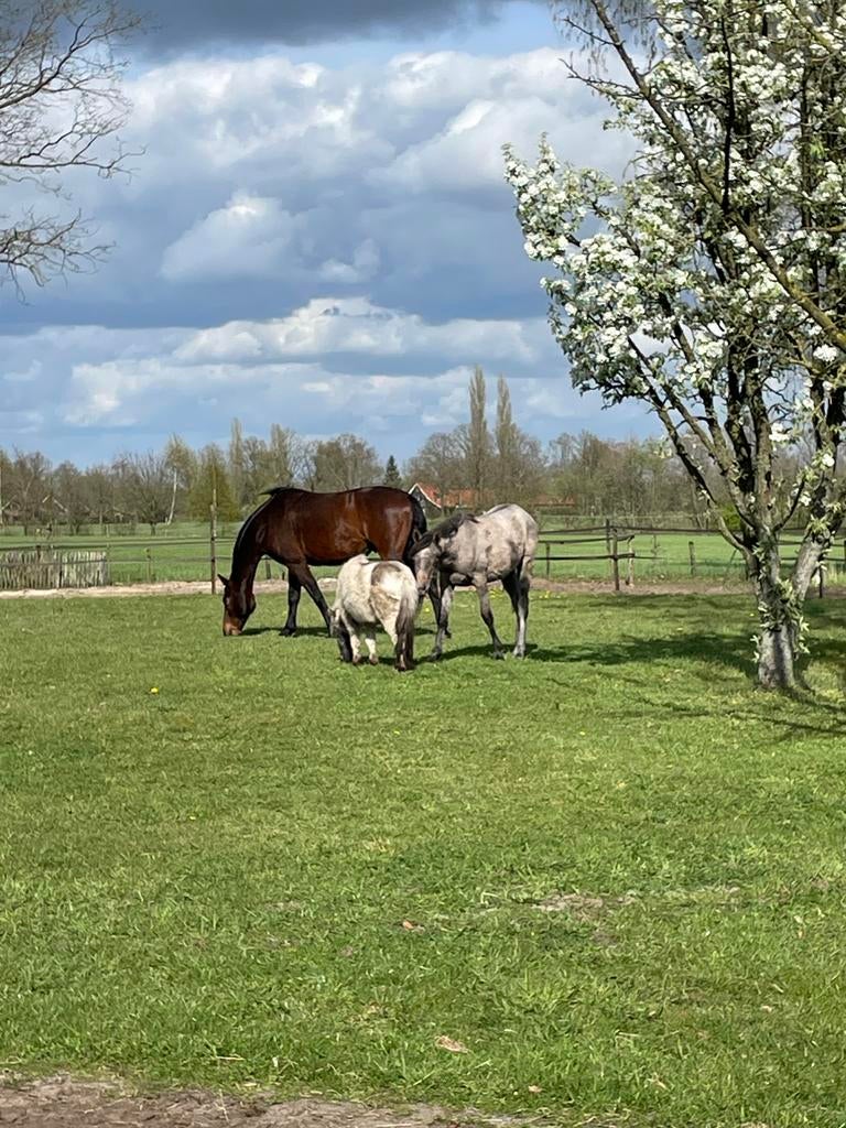 Stal beschikbaar voor ruin - Paddock Paradise – Haaksbergen, Dieren en Toebehoren, Stalling en Weidegang, Weidegang