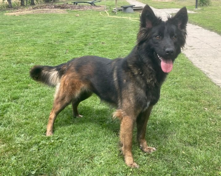 X Mechelse herder teef uit super KNPV lijn!, Dieren en Toebehoren, Honden | Herdershonden en Veedrijvers, Parvo, 1 tot 2 jaar