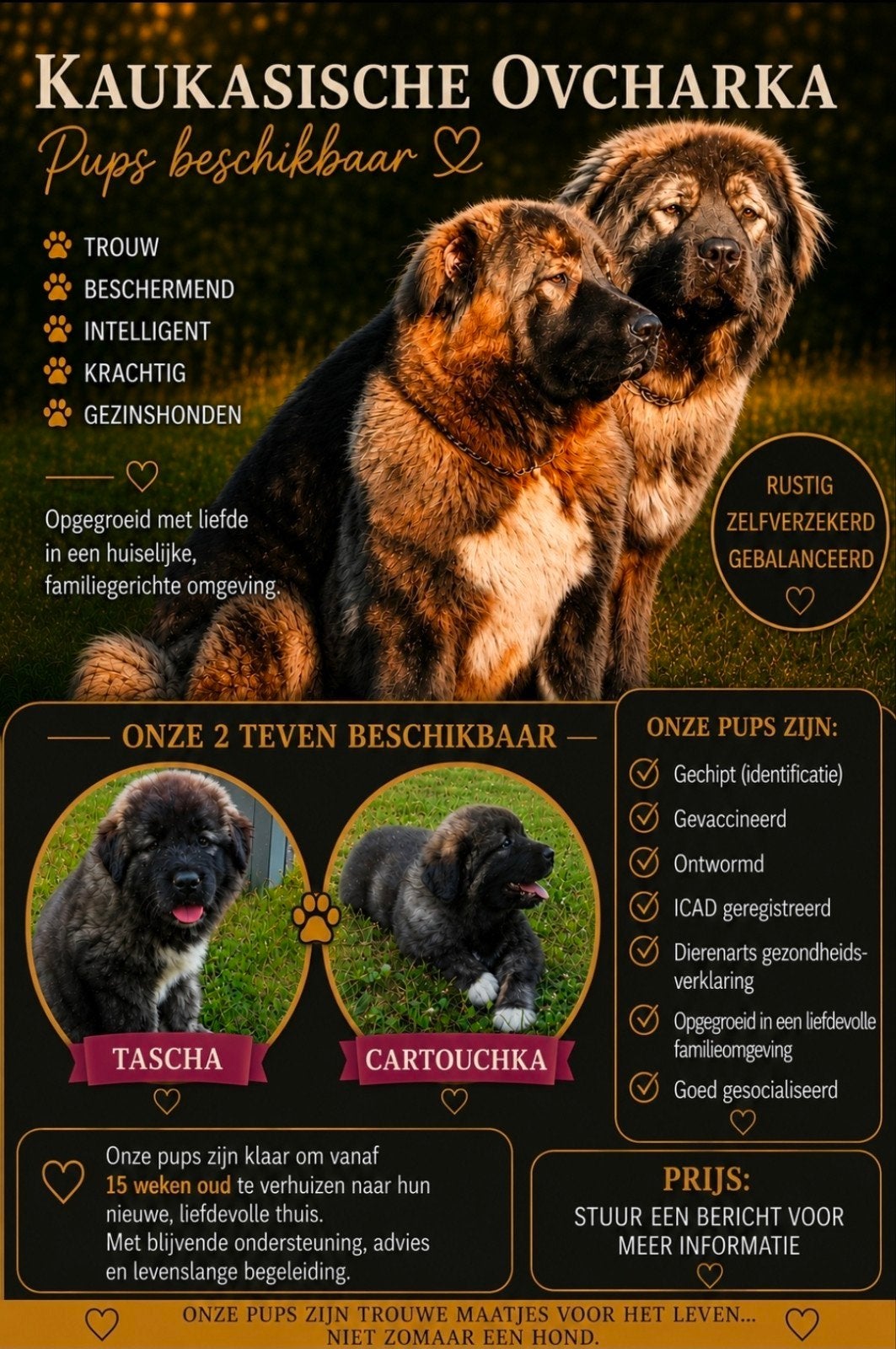 2 kaukaas pups teefjes, Particulier, 8 tot 15 weken, Buitenland, Parvo