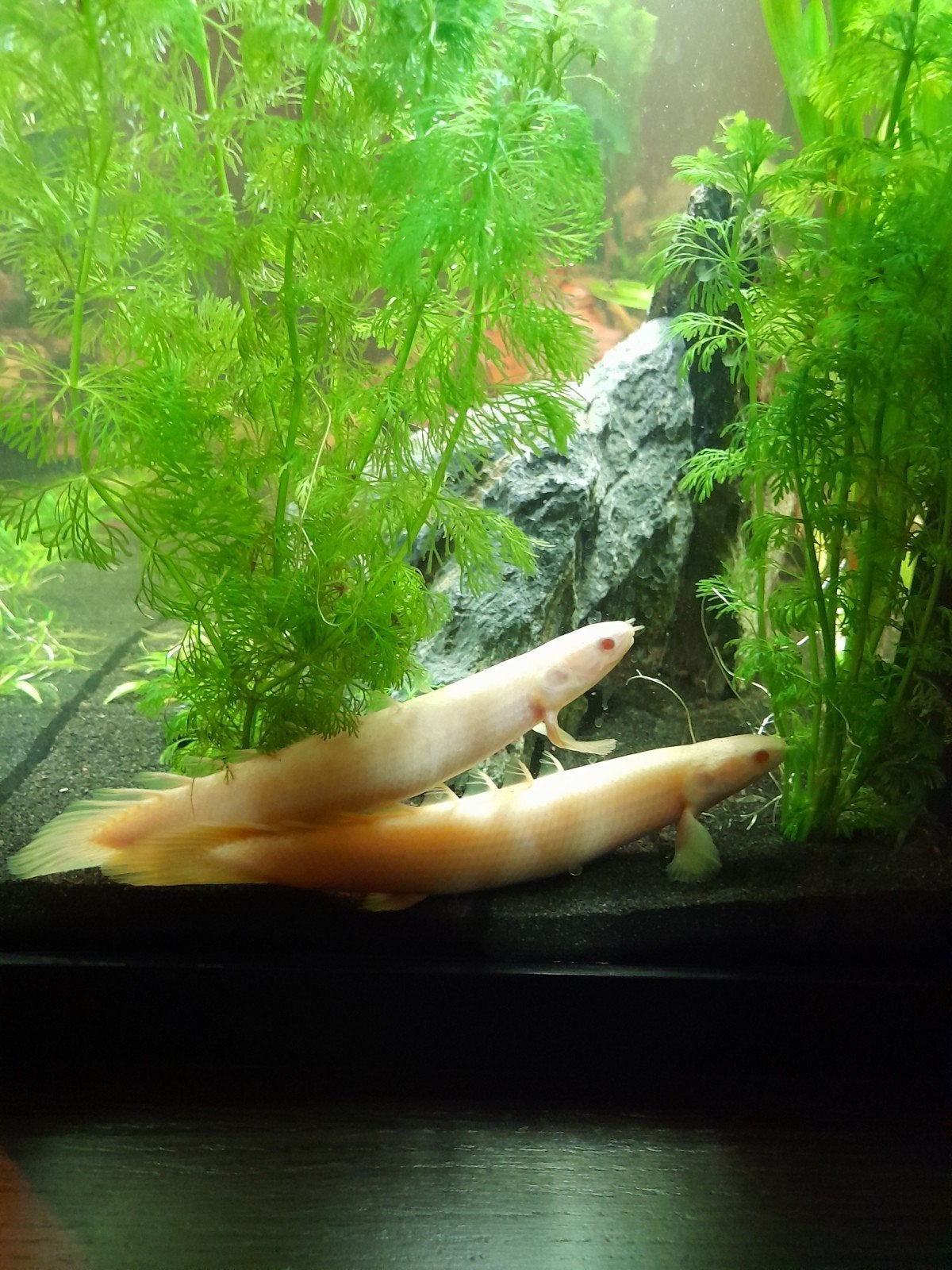 2 albino kwastvinsnoekjes, Dieren en Toebehoren, Vissen | Aquariumvissen, Vis, Zoetwatervis, Schoolvis