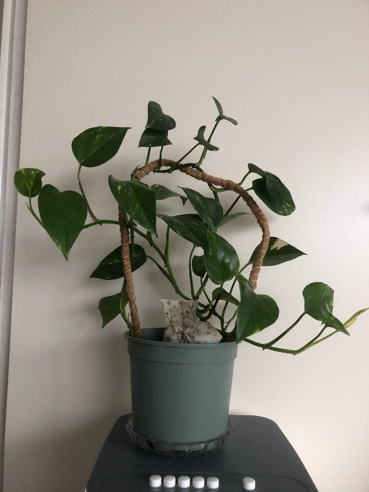 Mooie plant (Epipremnum aureum) met mosstok, Ophalen, Vaste plant, Bloeit niet, Halfschaduw