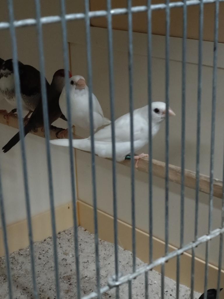 Japanse meeuwtjes wit/bont/gekuifde, Dieren en Toebehoren, Meerdere dieren, Tropenvogel, Geringd