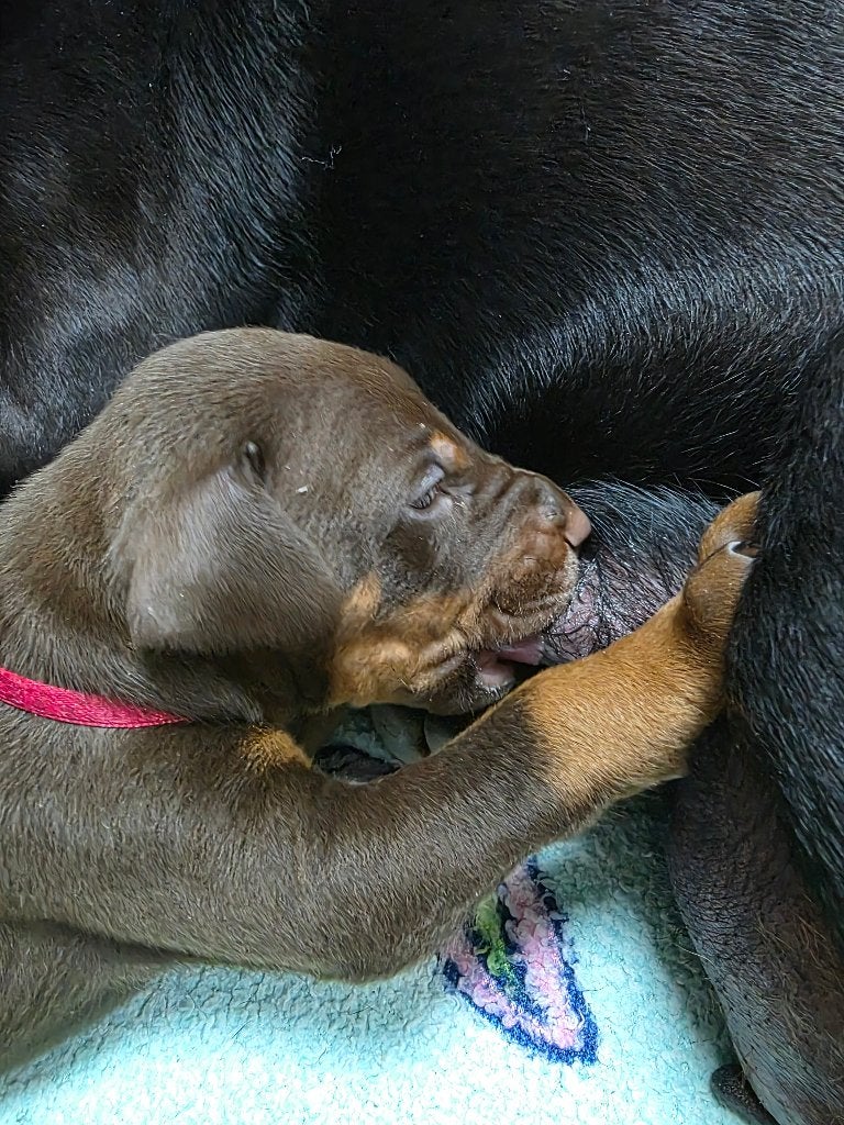 Dobermann puppies, Dieren en Toebehoren, Overige rassen, 8 tot 15 weken, Meerdere, Meerdere dieren