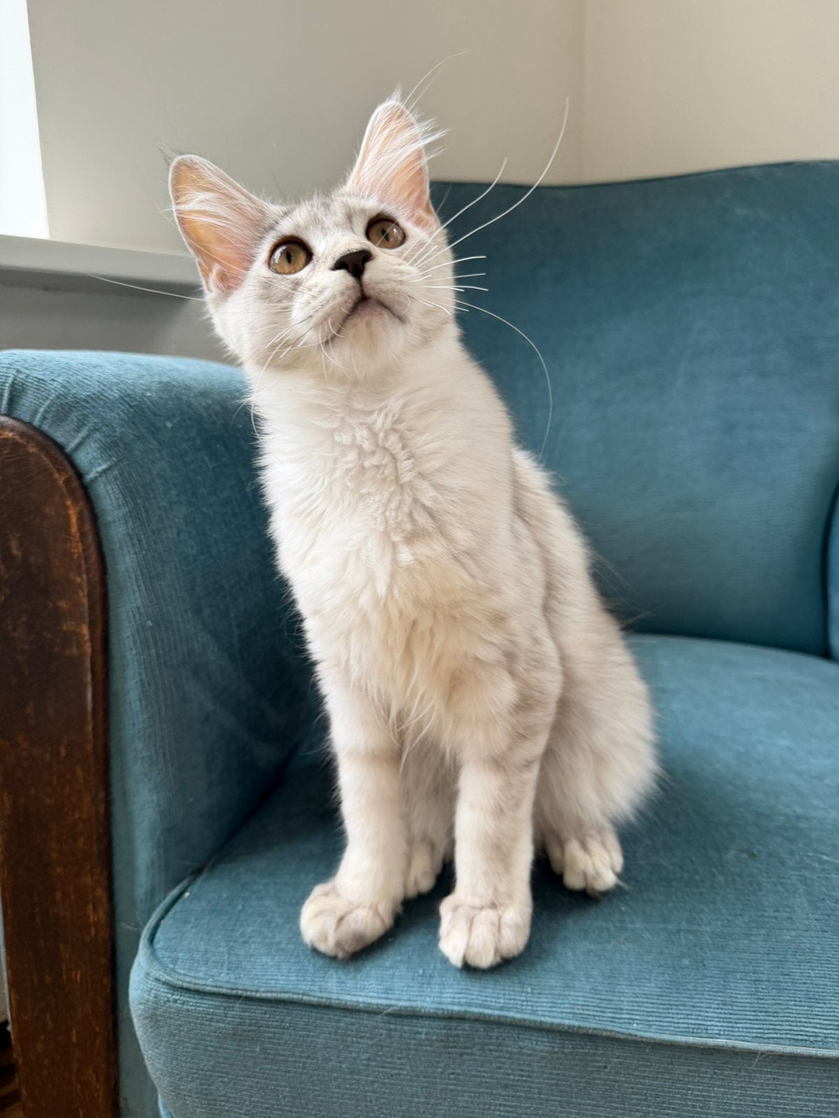 Maine Coon kitten Shaded lijn Stamboom getest, Poes, Met stamboom, 0 tot 2 jaar