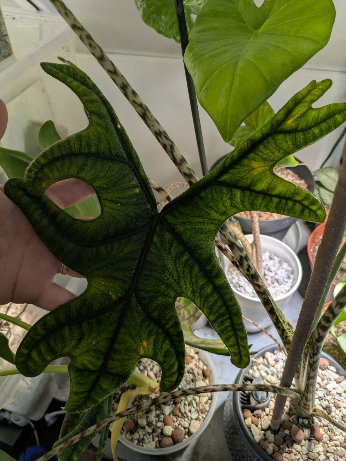 Alocasia Jacklyn knolletjes, Verzenden, Halfschaduw, Minder dan 100 cm