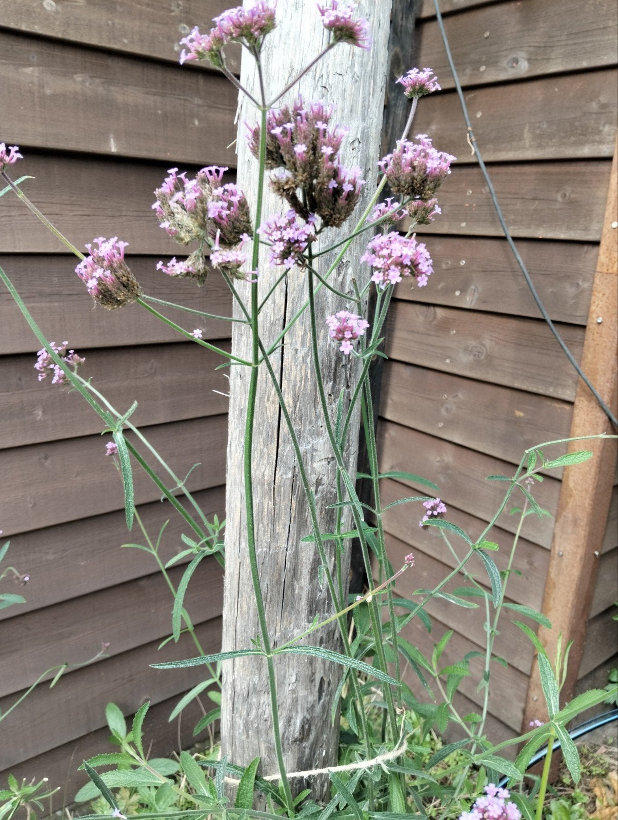 IJzerhard (Verbena bonariensis) - Paarse bloemen, Tuin en Terras, Overige soorten, Volle zon, Vaste plant, Ophalen of Verzenden
