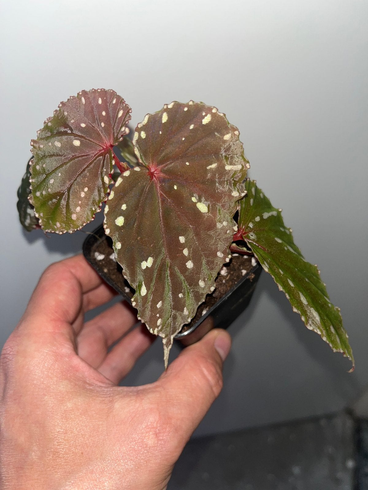 Begonia Atricha Palau Miangas, Overige soorten, In pot, Minder dan 100 cm, Bloeiende kamerplant
