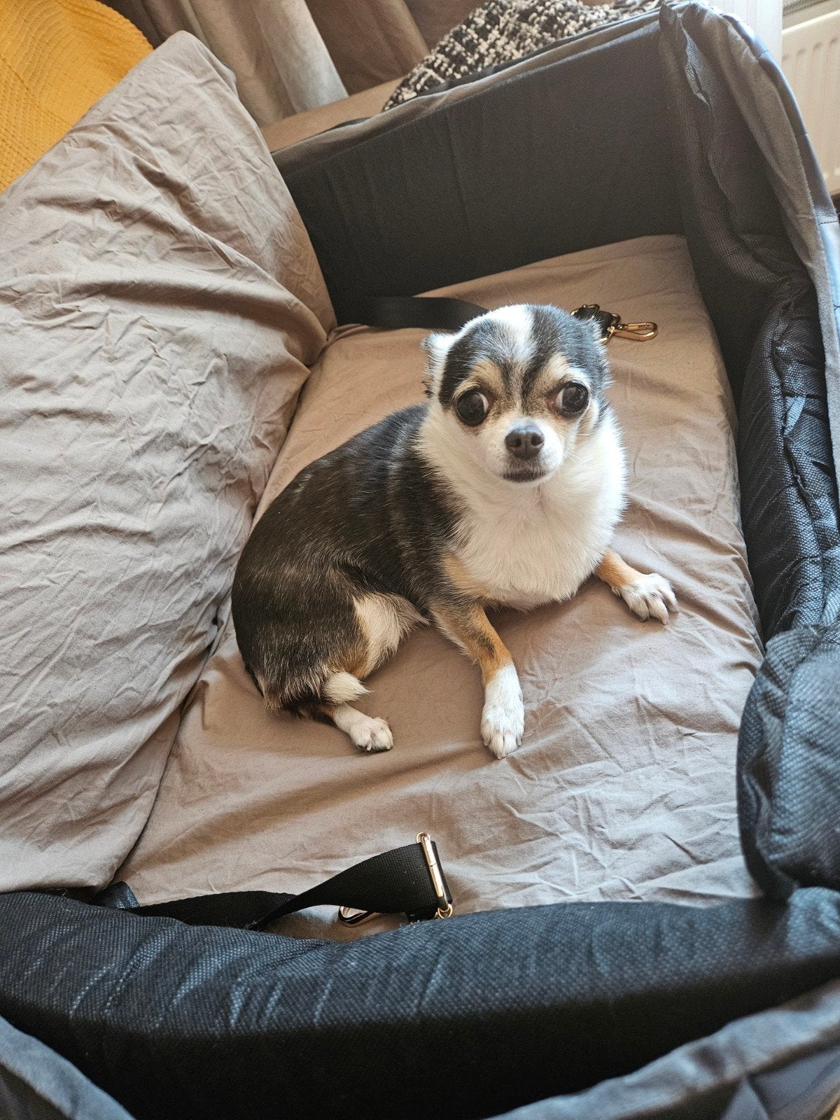 Luxe honden autostoel, Dieren en Toebehoren, Overige merken, Ophalen of Verzenden, Nieuw, Hondenautostoel