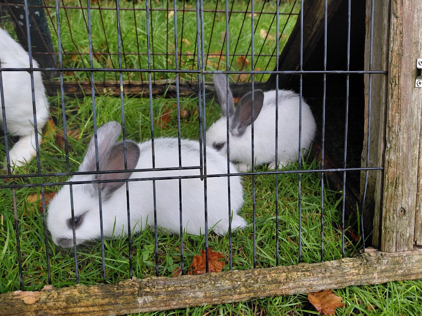 Jonge konijntjes lotharinger, Dieren en Toebehoren, Konijnen, Meerdere dieren, Groot