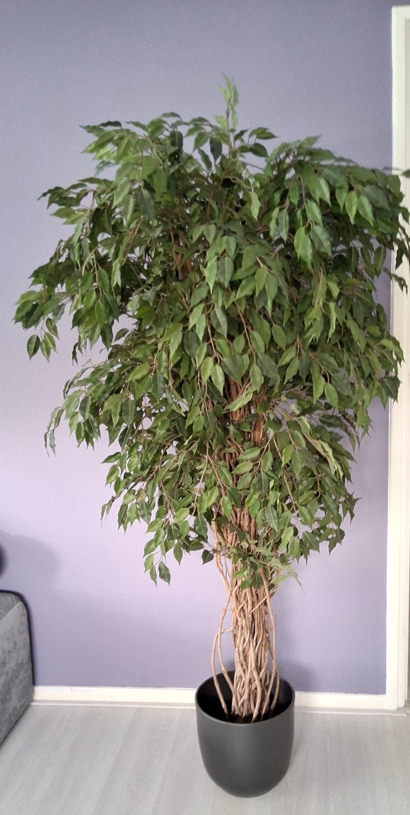 Grote ficus kunstplant 1.80 hoog, Kunstplant, Ophalen, 180 cm, Gebruikt