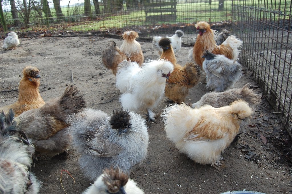 Broedeieren Zijdehoenders USA type, Dieren en Toebehoren, Geslacht onbekend, Kip