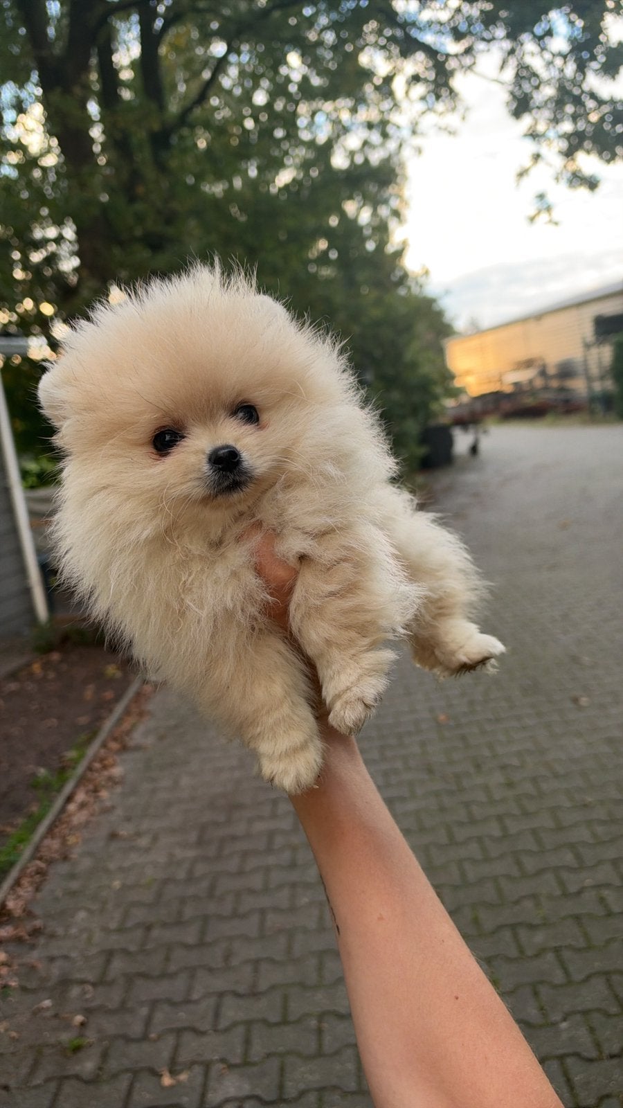 Lief teacup pomeriaan teefje, Fokker | Hobbymatig, Keeshond, Rabiës (hondsdolheid), 15 weken tot 1 jaar
