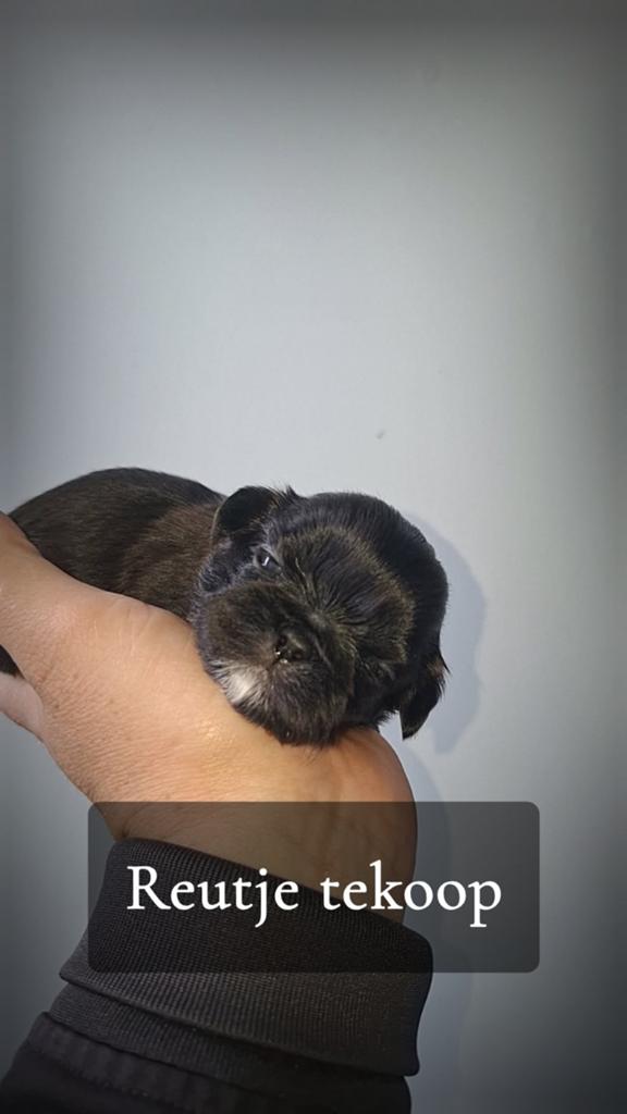 shih tzu pups nog 3 reutjes over, Dieren en Toebehoren, Parvo, 8 tot 15 weken, Meerdere, Nederland