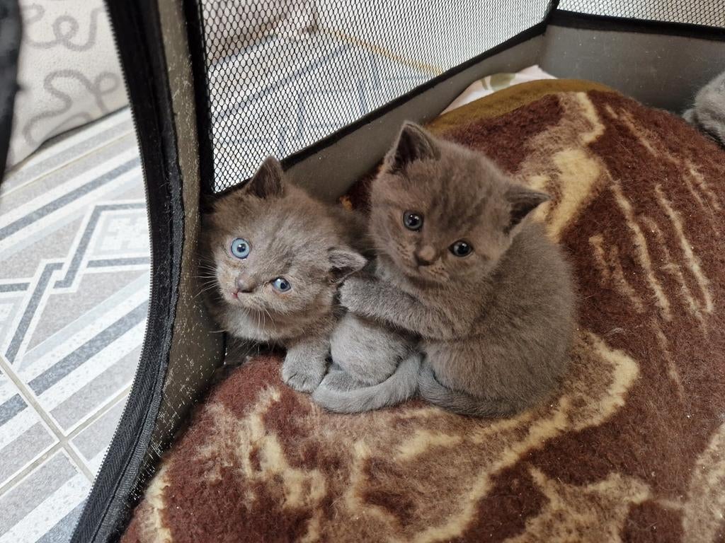 Britskorthaar kittens ❤️, Dieren en Toebehoren, Meerdere dieren, Ontwormd