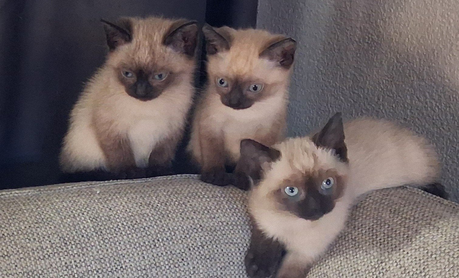 thai sealpoint siamees kittens, Dieren en Toebehoren, Meerdere dieren, Ontwormd, 0 tot 2 jaar