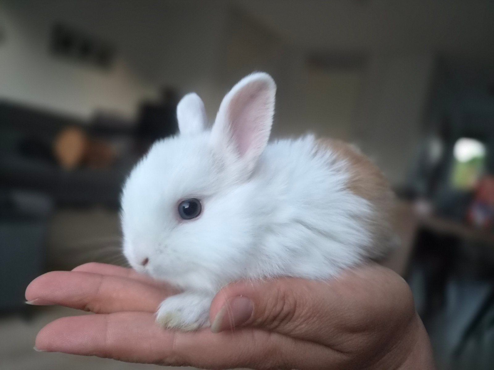 Jonge dwergkonijntjes, Meerdere dieren, Dwerg, 0 tot 2 jaar