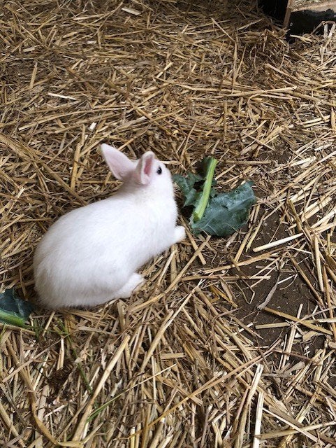 konijntjes, Dieren en Toebehoren, Meerdere dieren, Middelgroot, 0 tot 2 jaar