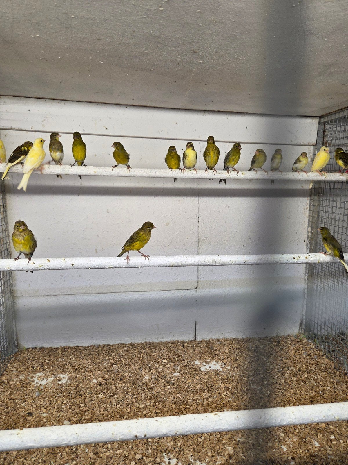 Mooie raza kanaries, Dieren en Toebehoren, Vogels | Kanaries, Meerdere dieren, Kleurkanarie