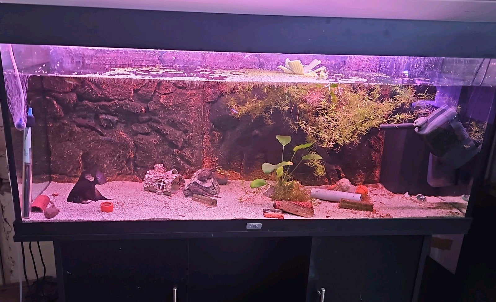 juwel rio 240 Liter compleet, Dieren en Toebehoren, Ophalen, Gebruikt, Gevuld zoetwateraquarium, Juwel