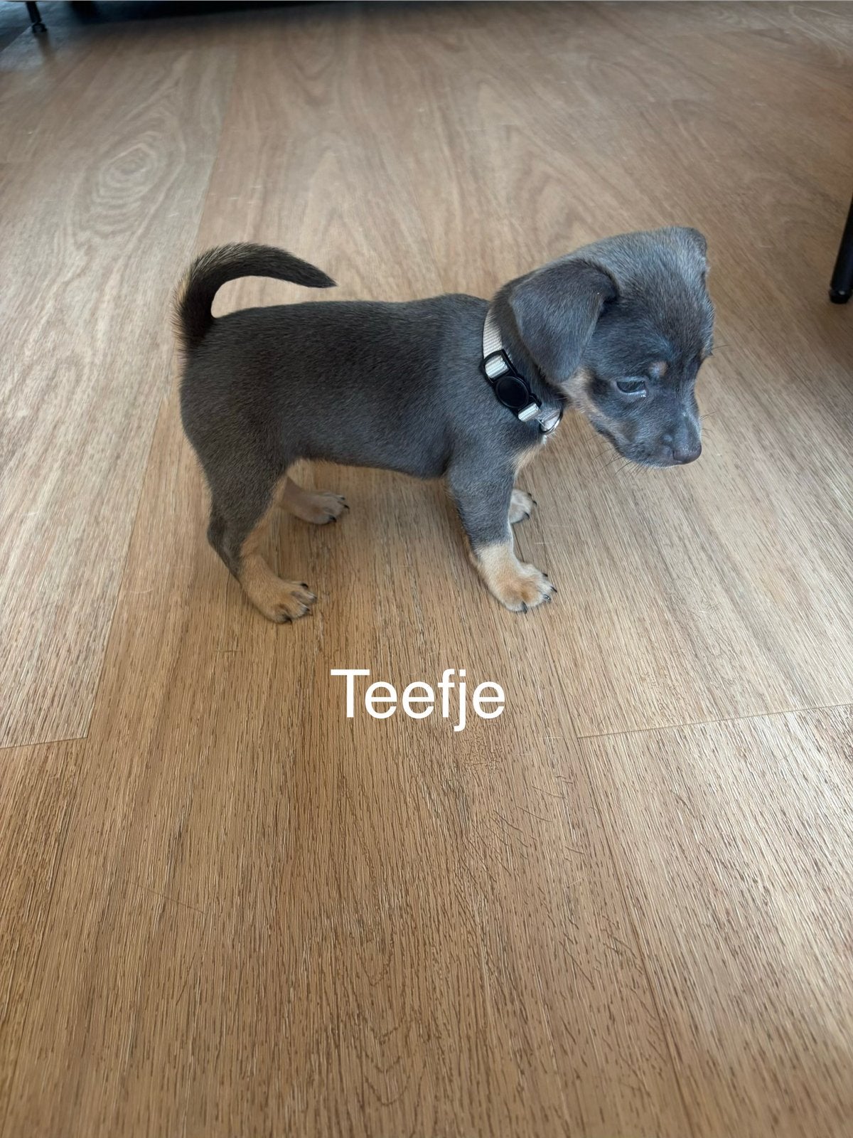 Super lieve jack russel pups te koop, Jack Russell Terriër, 8 tot 15 weken, Meerdere, Meerdere dieren