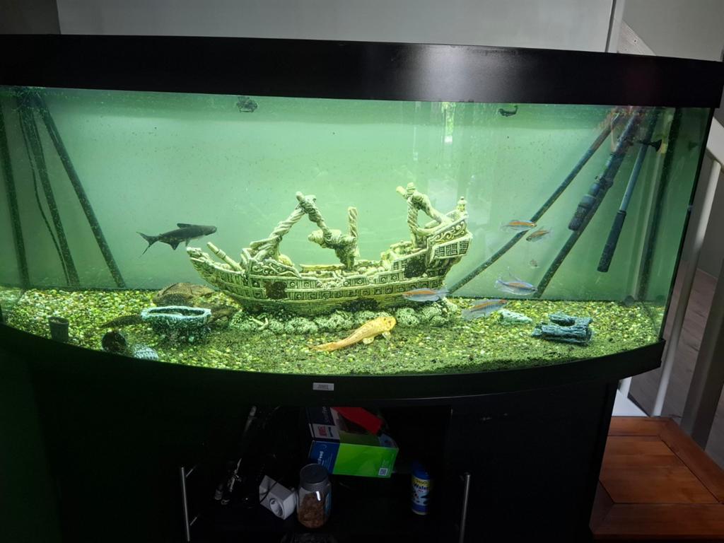 aquarium met vissen en toebehoren 500L, Dieren en Toebehoren, Ophalen, Zo goed als nieuw, Gevuld zoetwateraquarium
