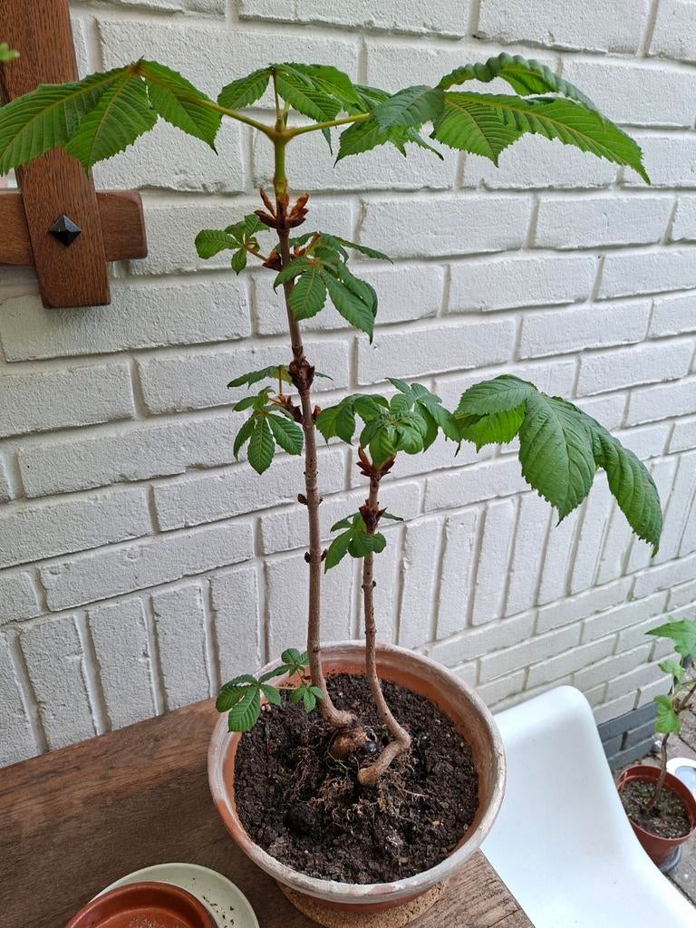 Dubbele Bonsai kastanje, Ophalen