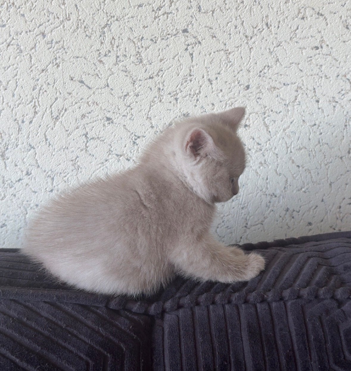 British Shorthai/  Britse korthaar kittens, Dieren en Toebehoren, Katten en Kittens | Overige Katten, Meerdere dieren
