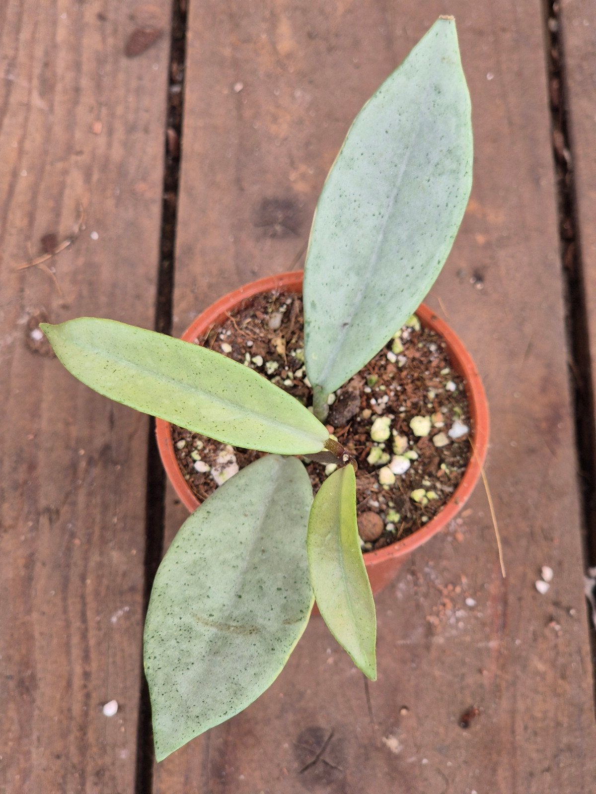 Hoya Wilbur Graves Silver p6 (4)