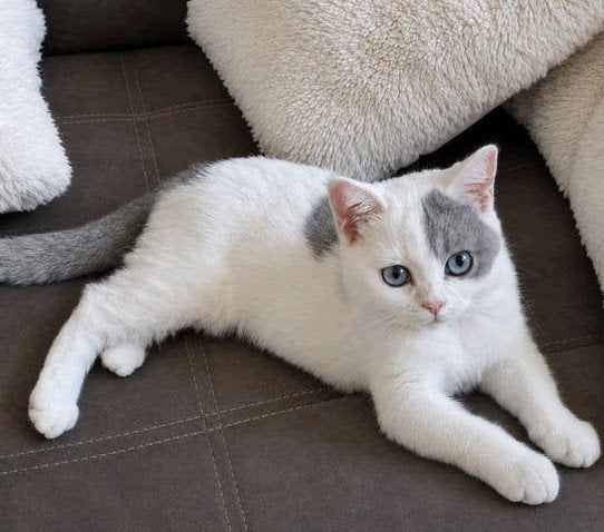 Britse/Brits Korthaar kitten met stamboom.hij mag gelijk mee, Dieren en Toebehoren, Katten en Kittens | Raskatten | Korthaar, Kater