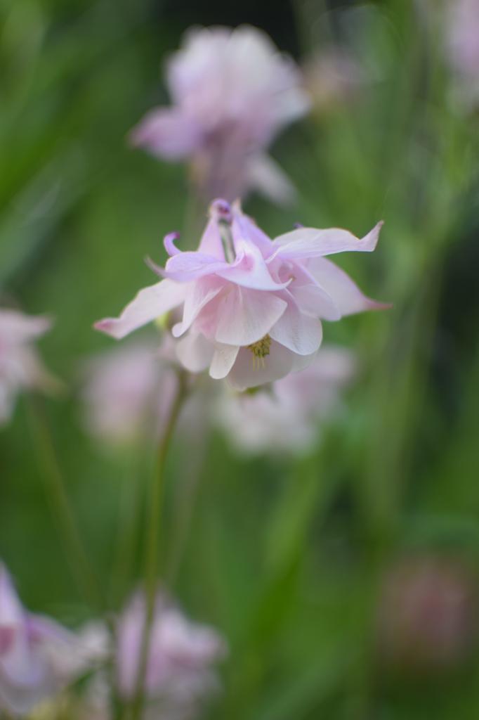 Akelei (Aquilegia) - Diverse kleuren, Ophalen of Verzenden, Halfschaduw