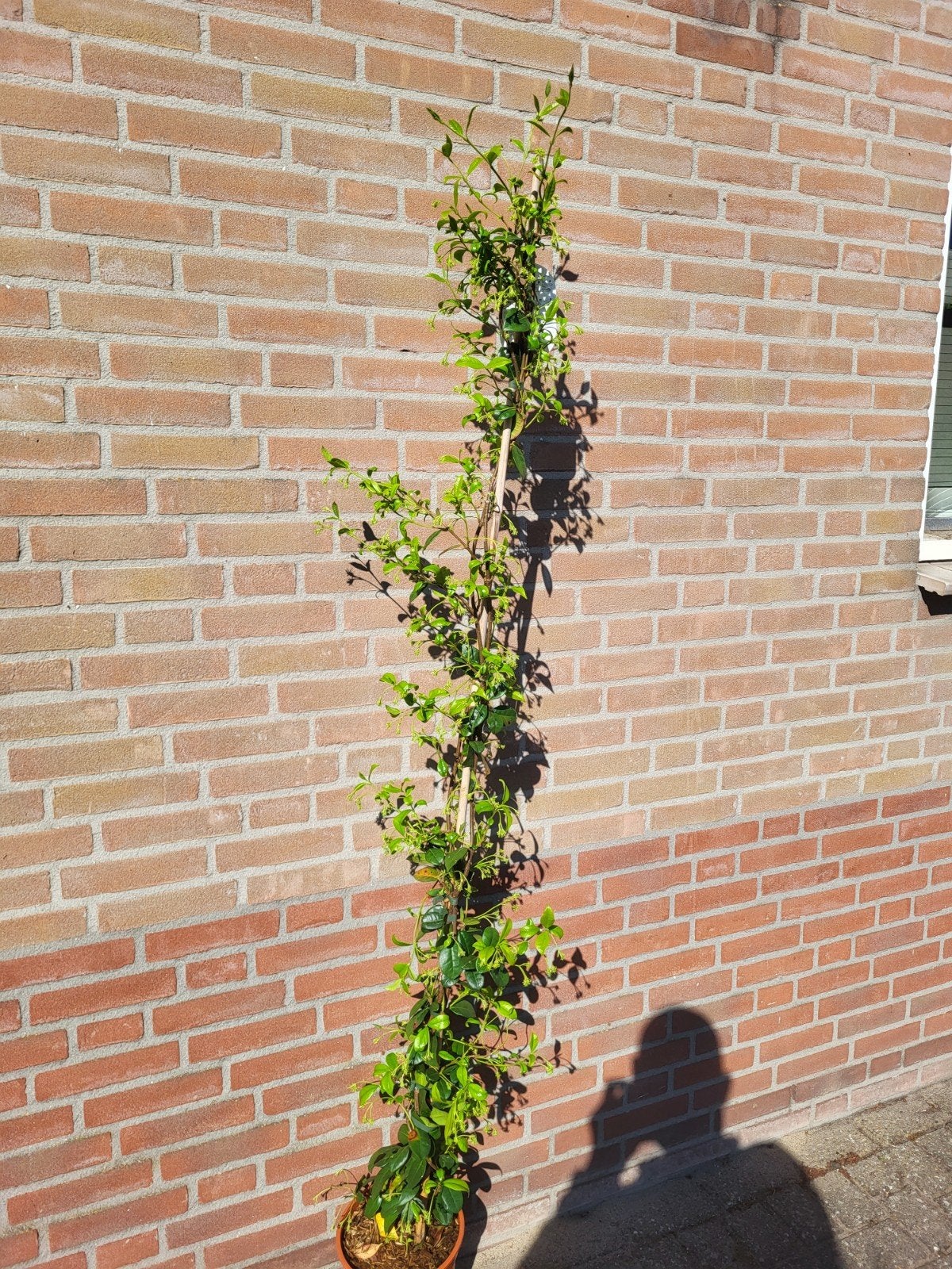 Toscaanse jasmijn grote planten, Tuin en Terras, Planten | Tuinplanten, Ophalen of Verzenden, Overige soorten, Volle zon