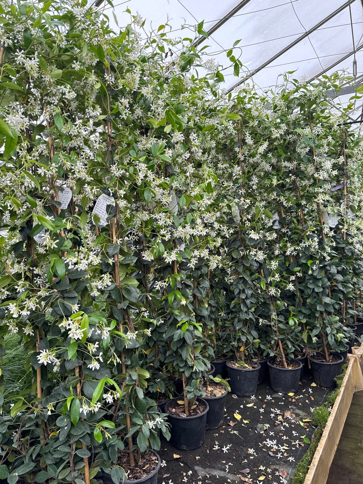 Sterjasmijn (Trachelospermum jasminoides) 20/30 tot 175/200, Ophalen, Overige soorten