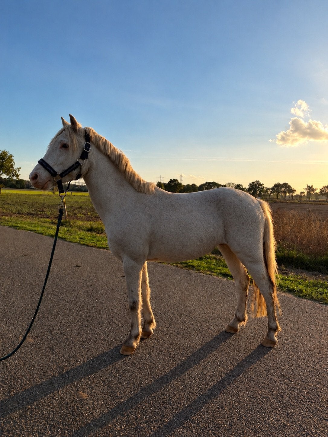 B-pony te koop., Ruin, Recreatiepaard, 3 tot 6 jaar