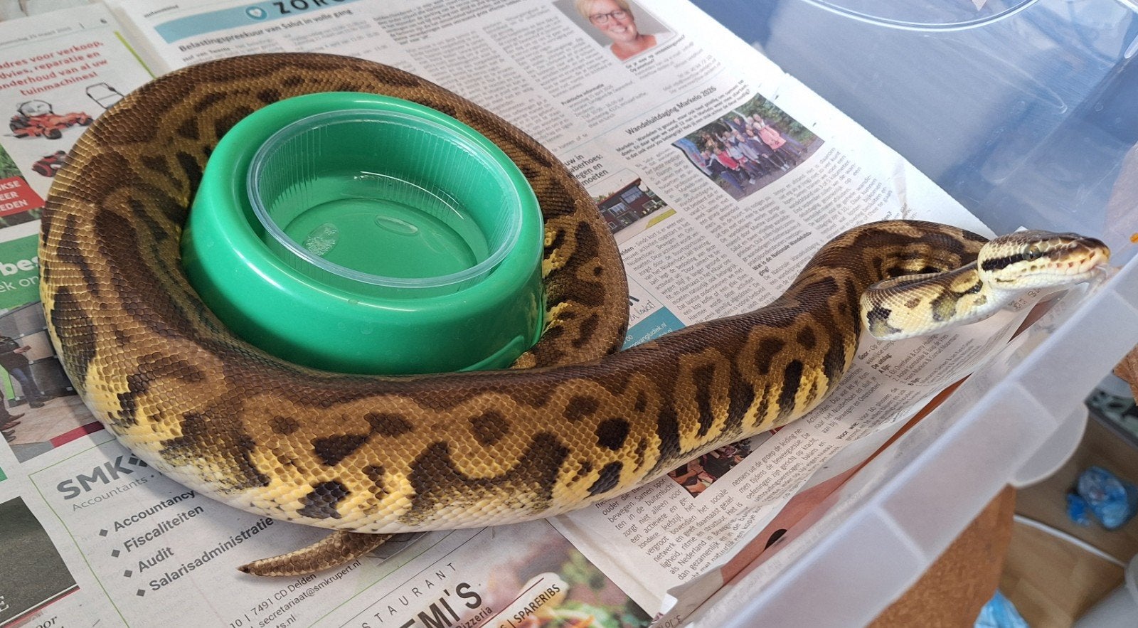 Leopard super pastel DH desertghost clown, Slang, 0 tot 2 jaar