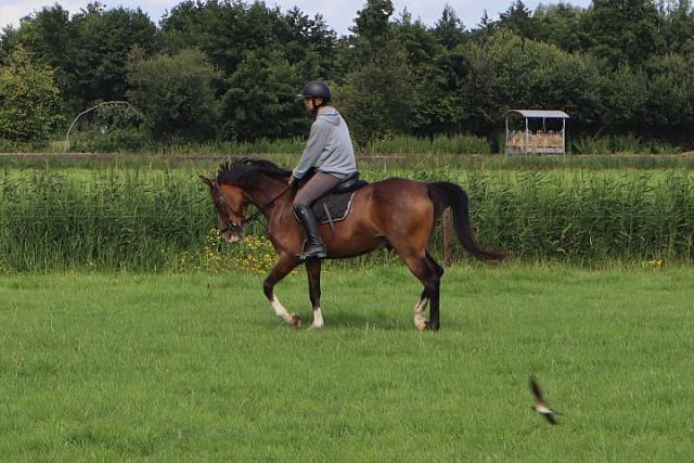 Verzorg pony gezocht!, Dieren en Toebehoren, Ophalen