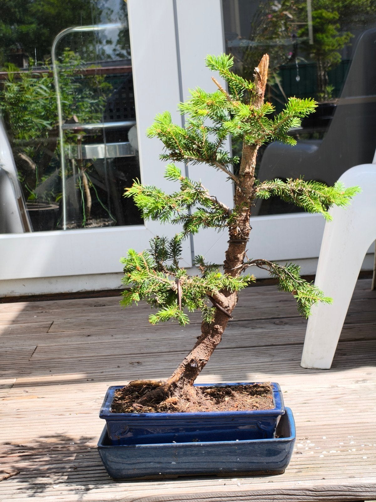 Bonsai starter Picea Abies, pre bonsai, Ophalen, Bloeit niet, Halfschaduw, Overige soorten
