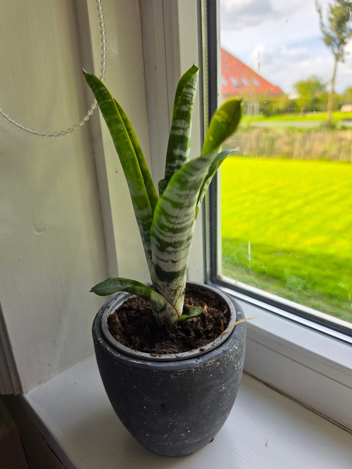 Gewortelde Bromelia pups (stekjes) te koop!, Ophalen, Overige soorten, Halfschaduw, In pot